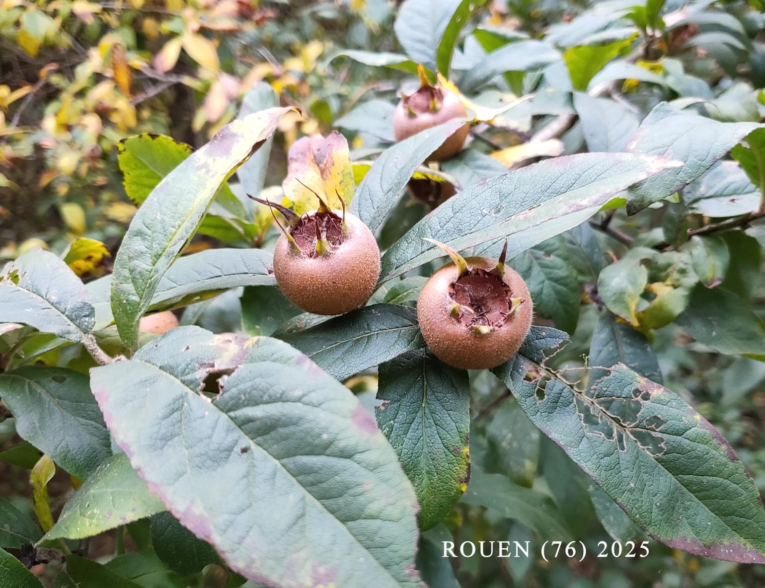 Medlar